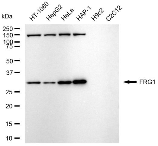 FRG1 Antibody in Western Blot (WB)
