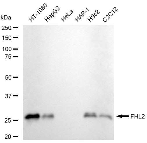 FHL2 Antibody in Western Blot (WB)