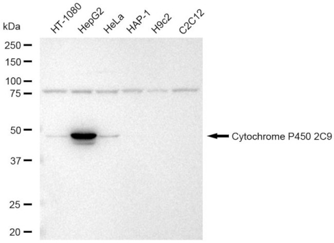 CYP2C9 Antibody in Western Blot (WB)