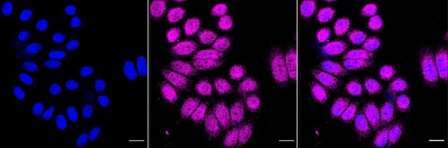 FKBP8 Antibody in Immunocytochemistry (ICC/IF)