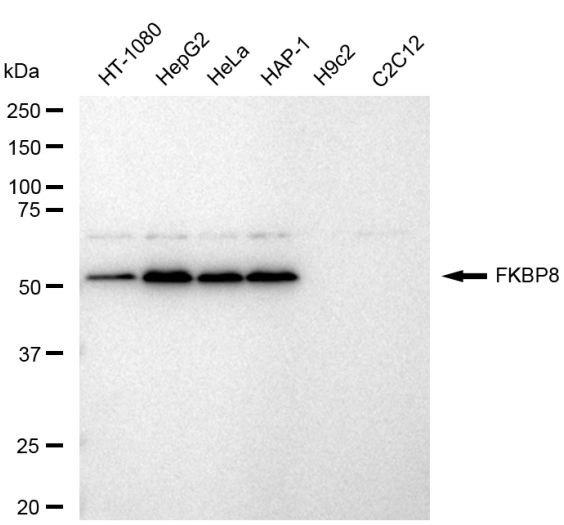 FKBP8 Antibody in Western Blot (WB)