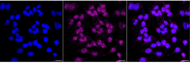 Connexin 32 Antibody in Immunocytochemistry (ICC/IF)