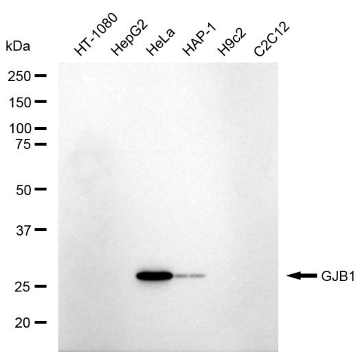 Connexin 32 Antibody in Western Blot (WB)