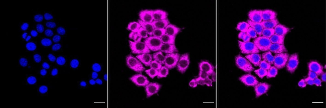 FGF19 Antibody in Immunocytochemistry (ICC/IF)