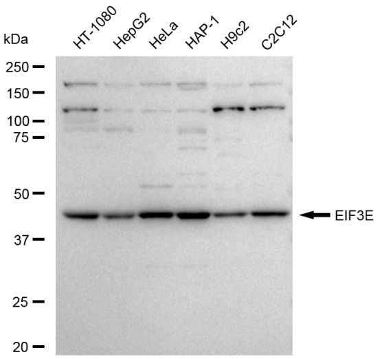 eIF3e Antibody in Western Blot (WB)