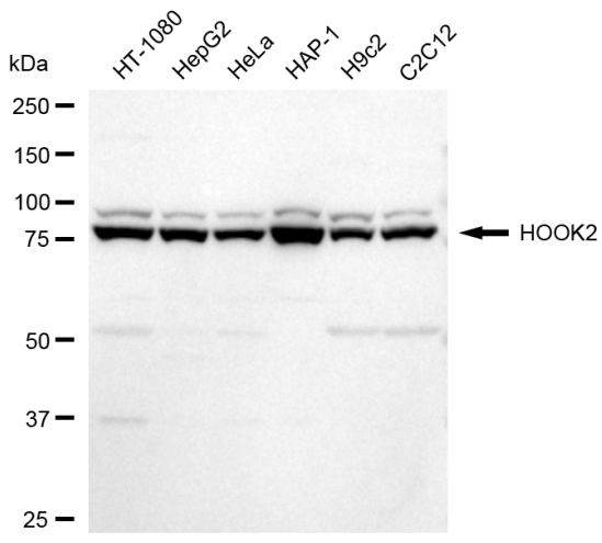 HOOK2 Antibody in Western Blot (WB)