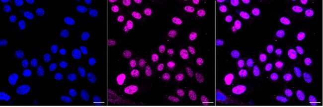 IL-12 p40 Antibody in Immunocytochemistry (ICC/IF)