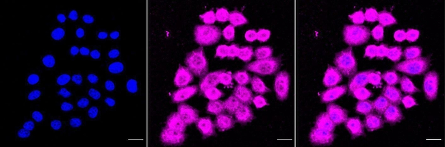HINT1 Antibody in Immunocytochemistry (ICC/IF)