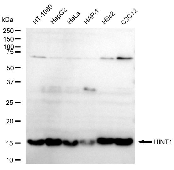 HINT1 Antibody in Western Blot (WB)