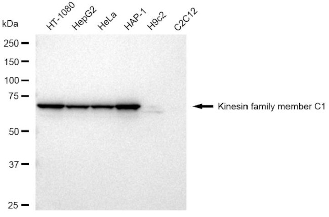 KIFC1 Antibody in Western Blot (WB)