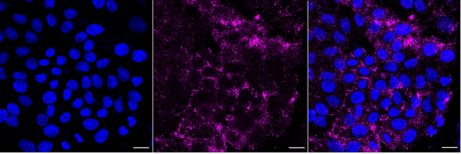 HDAC11 Antibody in Immunocytochemistry (ICC/IF)