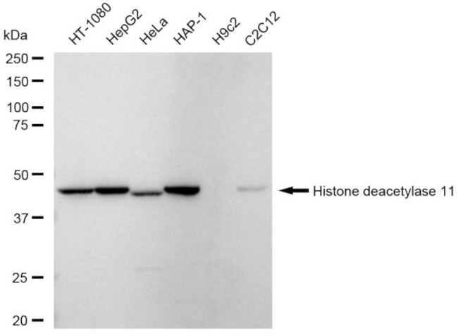 HDAC11 Antibody in Western Blot (WB)