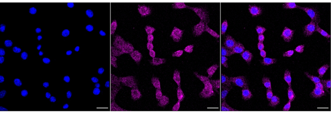 HSPA12A Antibody in Immunocytochemistry (ICC/IF)