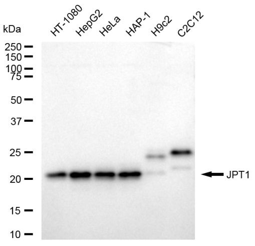 HN1 Antibody in Western Blot (WB)