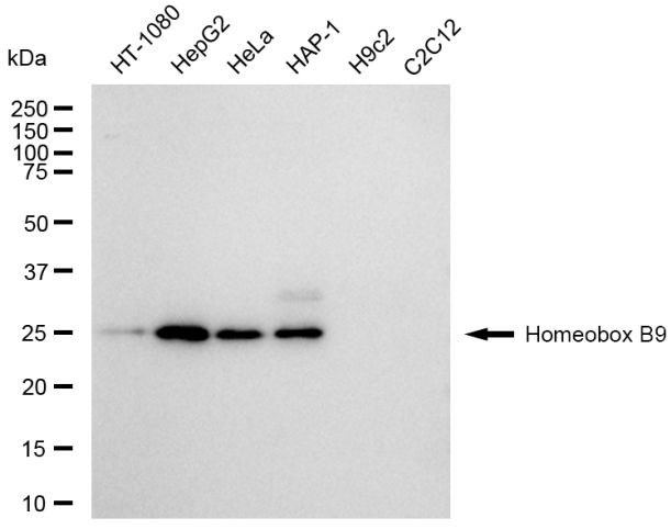 HOXB9 Antibody in Western Blot (WB)