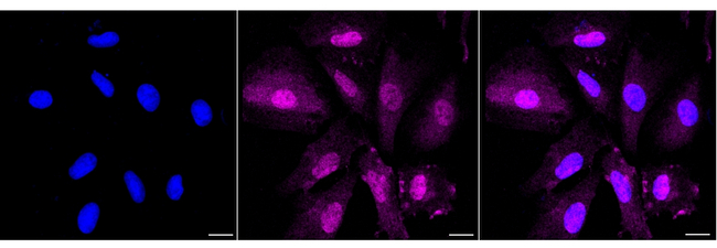 HSPA4 Antibody in Immunocytochemistry (ICC/IF)