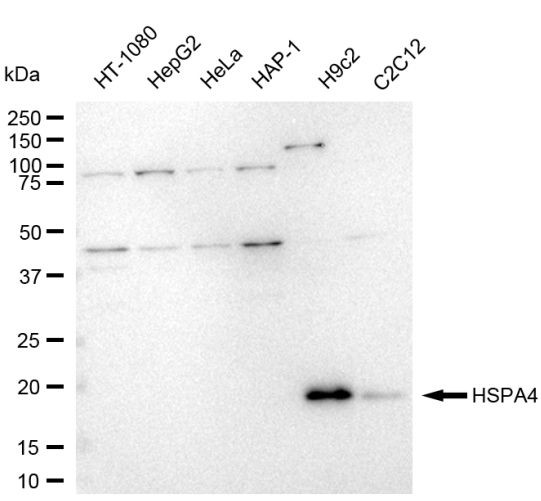 HSPA4 Antibody in Western Blot (WB)
