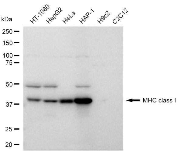 MHC Class I Antibody in Western Blot (WB)