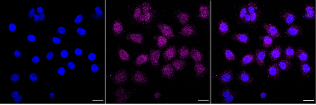 eIF3b Antibody in Immunocytochemistry (ICC/IF)