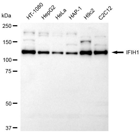MDA5 Antibody in Western Blot (WB)