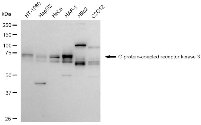 GRK3 Antibody in Western Blot (WB)