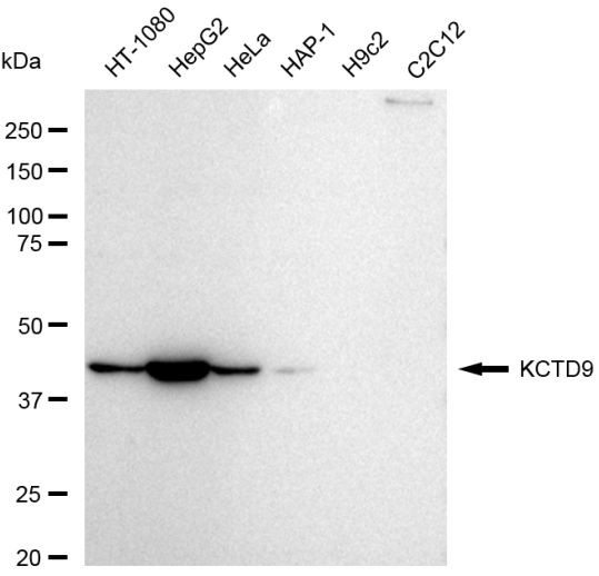 KCTD9 Antibody in Western Blot (WB)