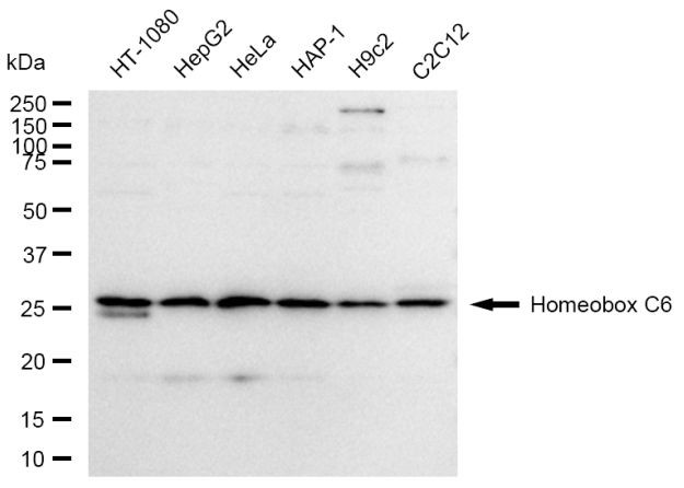 HOXC6 Antibody in Western Blot (WB)
