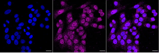 HES5 Antibody in Immunocytochemistry (ICC/IF)