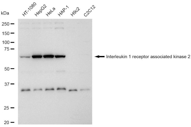 IRAK2 Antibody in Western Blot (WB)