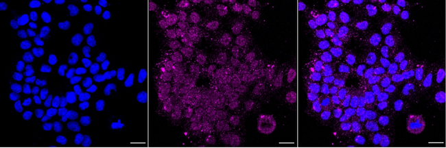 GYPC Antibody in Immunocytochemistry (ICC/IF)