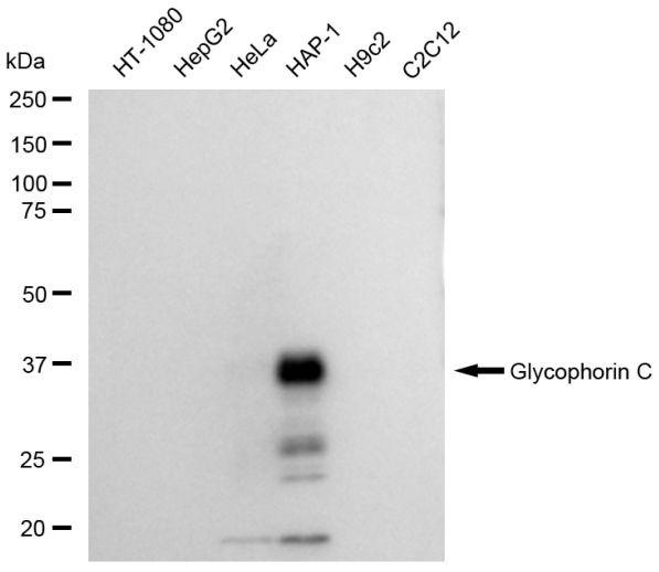 GYPC Antibody in Western Blot (WB)