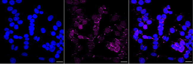 KIF4A Antibody in Immunocytochemistry (ICC/IF)