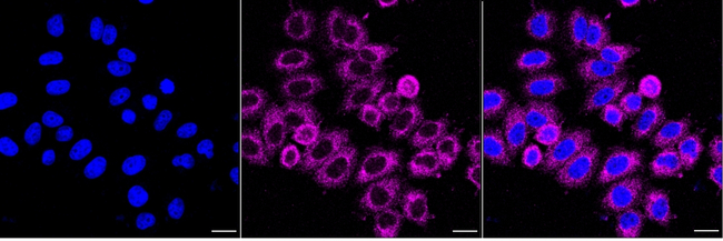 LGR6 Antibody in Immunocytochemistry (ICC/IF)