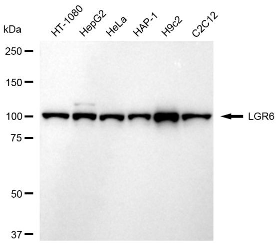 LGR6 Antibody in Western Blot (WB)