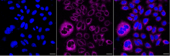 KARS Antibody in Immunocytochemistry (ICC/IF)
