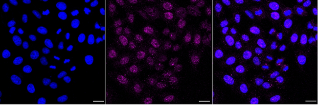 ITGA9 Antibody in Immunocytochemistry (ICC/IF)