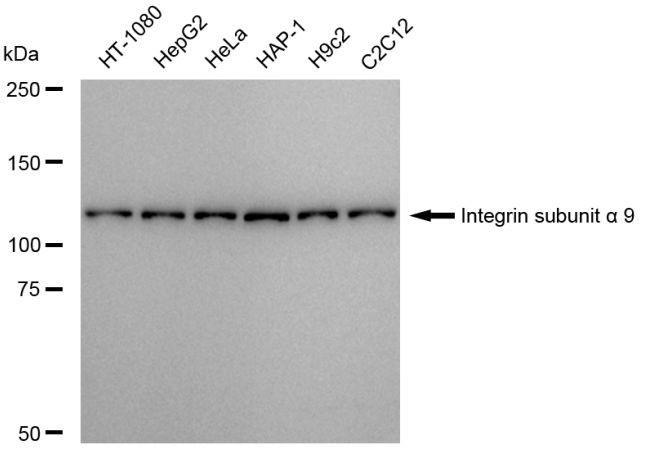 ITGA9 Antibody in Western Blot (WB)
