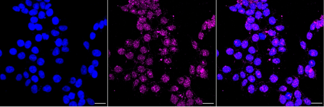 LIN28A Antibody in Immunocytochemistry (ICC/IF)