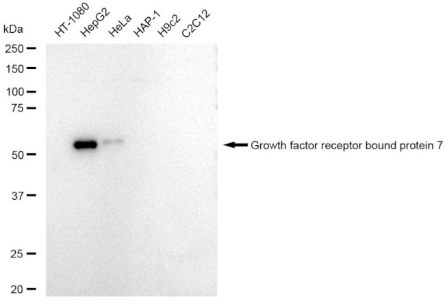 GRB7 Antibody in Western Blot (WB)