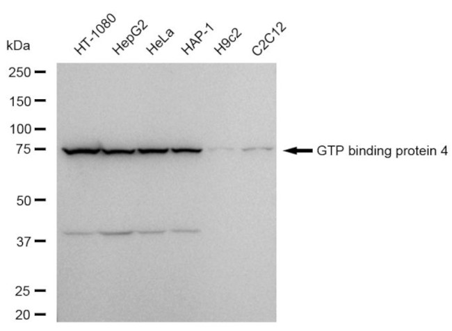GTPBP4 Antibody in Western Blot (WB)