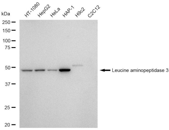 LAP3 Antibody in Western Blot (WB)