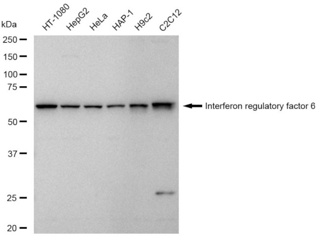 IRF6 Antibody in Western Blot (WB)
