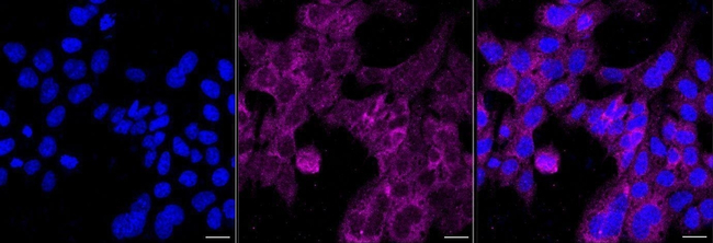 HSPA14 Antibody in Immunocytochemistry (ICC/IF)