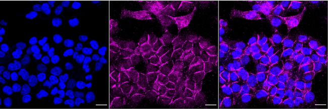 hnRNP A1 Antibody in Immunocytochemistry (ICC/IF)
