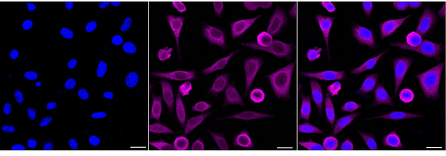 LFNG Antibody in Immunocytochemistry (ICC/IF)