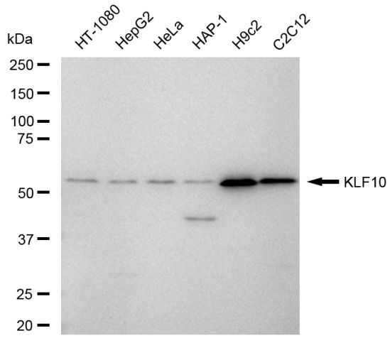 KLF10 Antibody in Western Blot (WB)