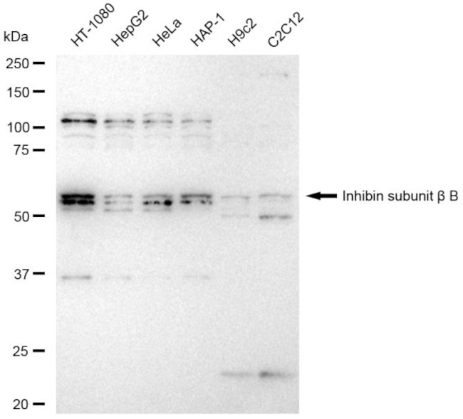 INHBB Antibody in Western Blot (WB)