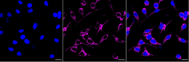 Hex Antibody in Immunocytochemistry (ICC/IF)