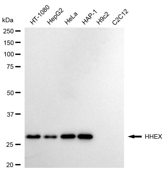 Hex Antibody in Western Blot (WB)
