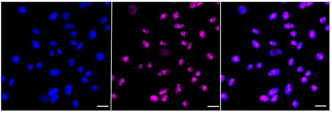 Jagged 2 Antibody in Immunocytochemistry (ICC/IF)